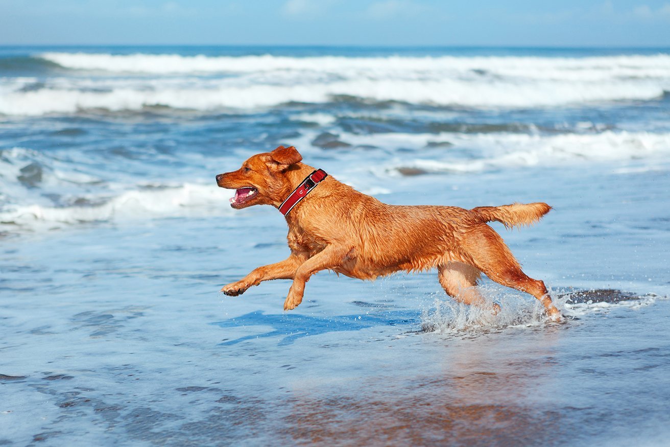 Red Reflective Neoprene Collar-Collars &Leashes-Biozoo-Biozoopets
