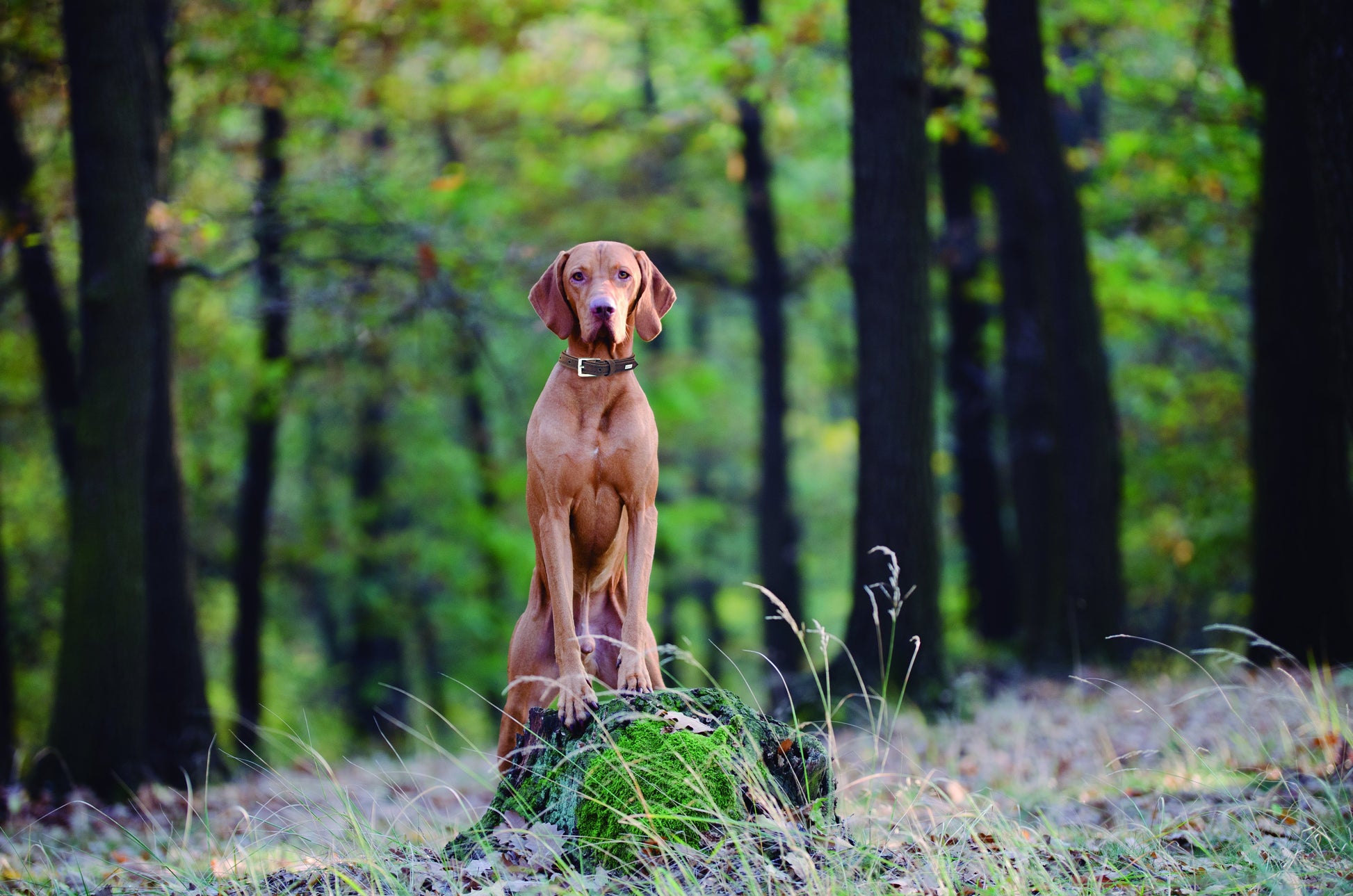 Brown Oslo Collar-Collar-Biozoo-Biozoopets