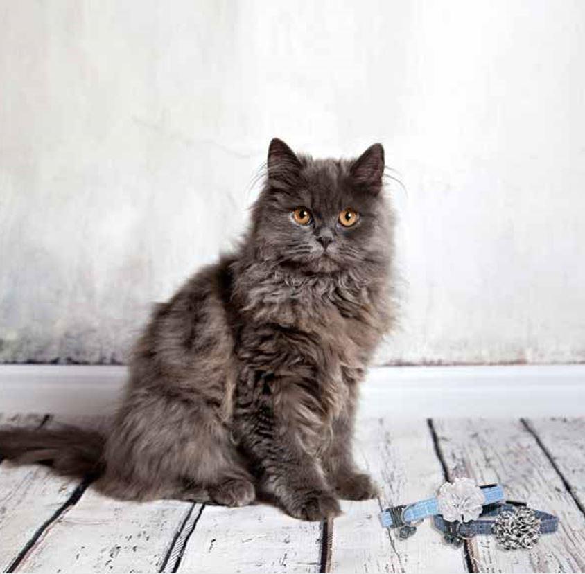 Dark Blue Elegant Cat Collar-Collars-Biozoo-Biozoopets