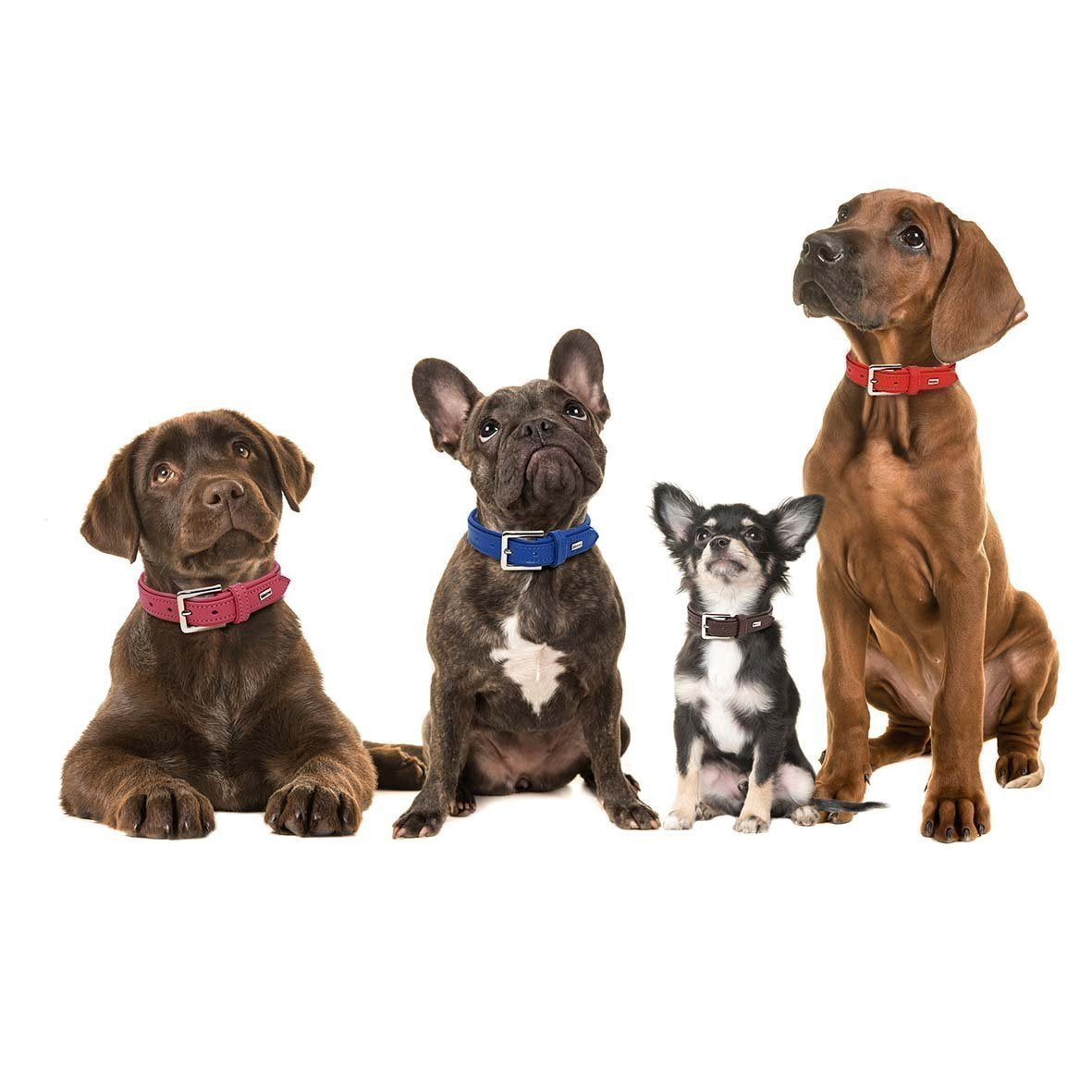 Provence Leather Collar-Collar-Biozoo-Biozoopets