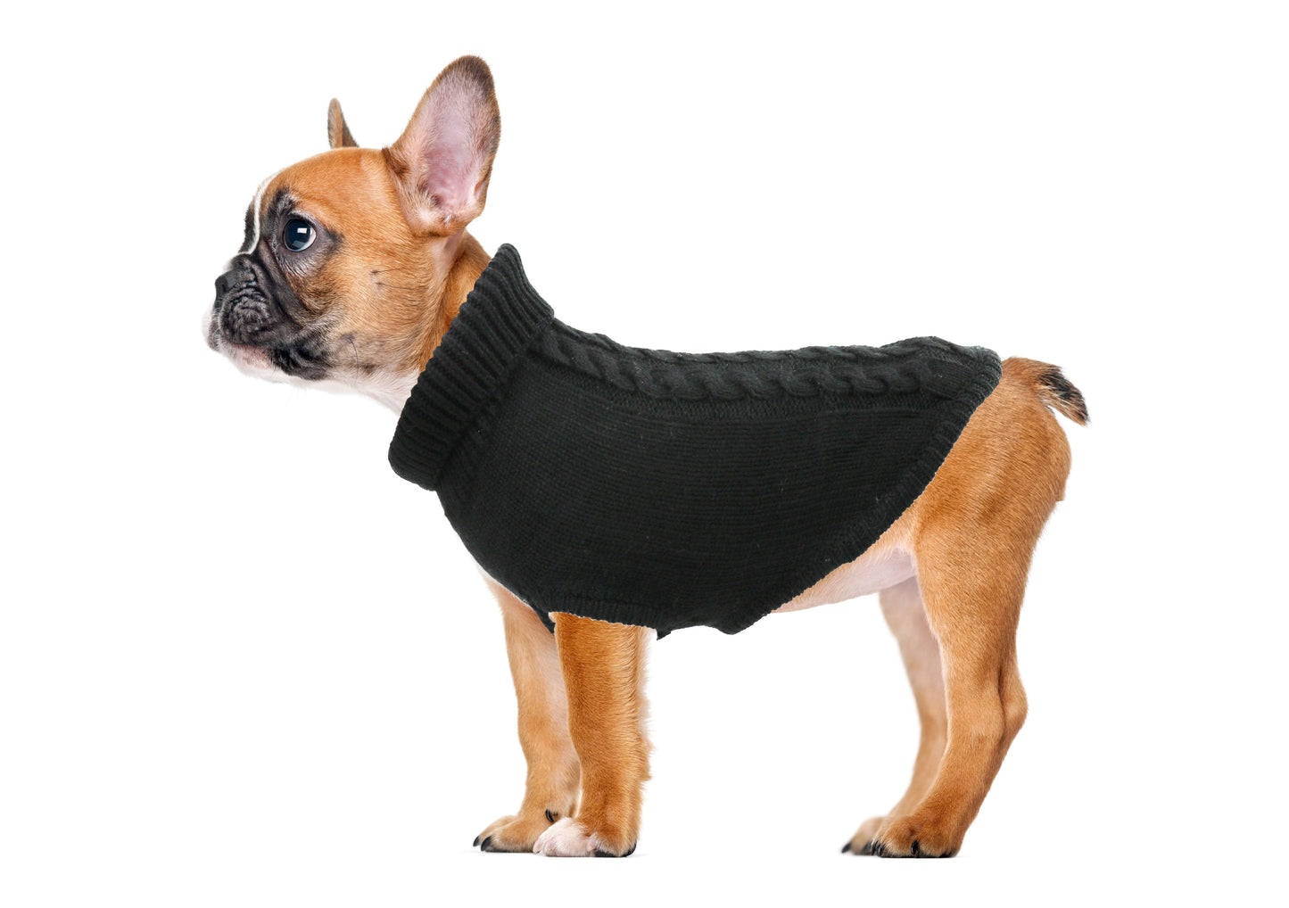 Jumper with braid-Sweaters-Biozoo-Black-15-Biozoopets