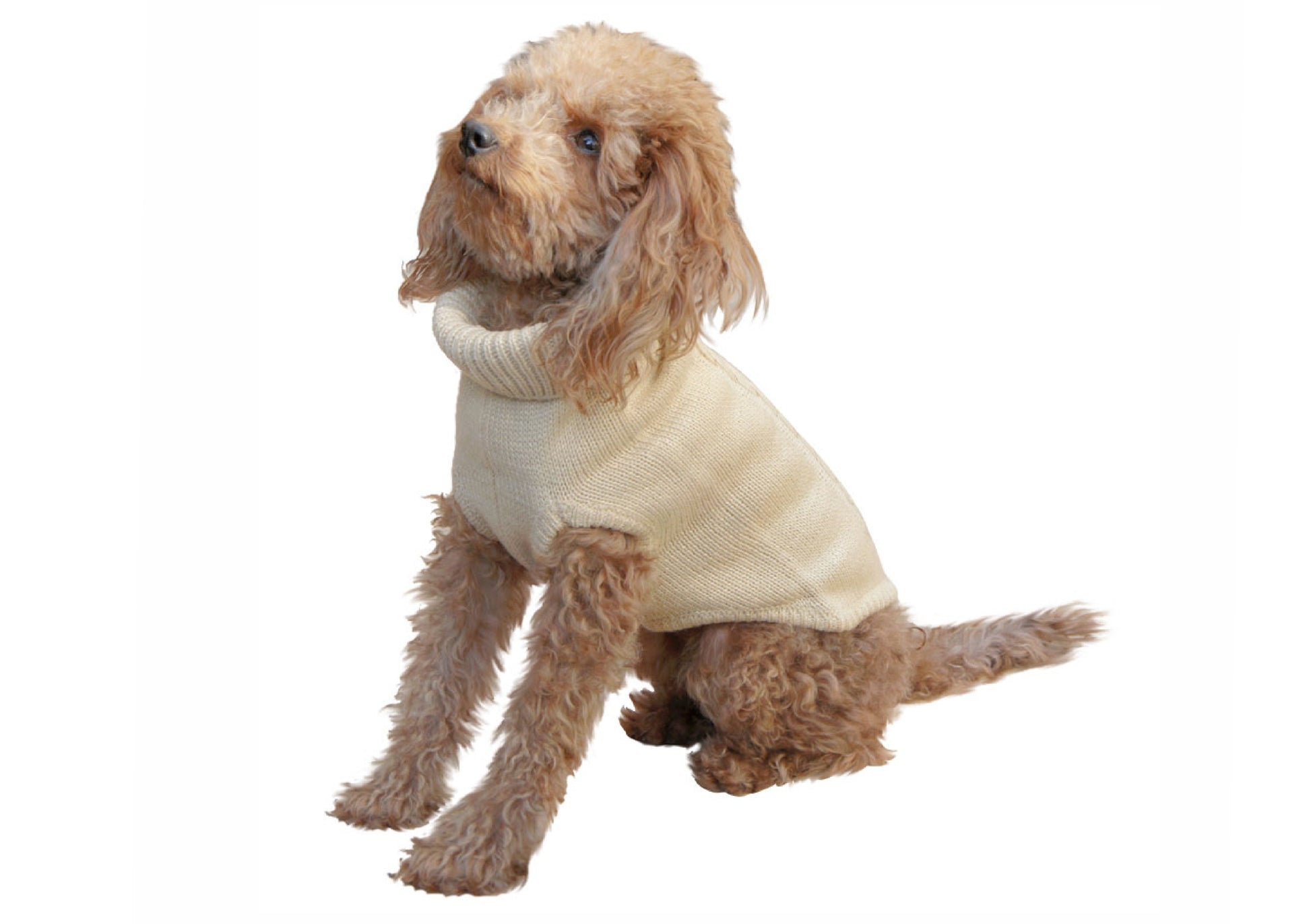 Jumper with braid-Sweaters-Biozoo-Beige-15-Biozoopets