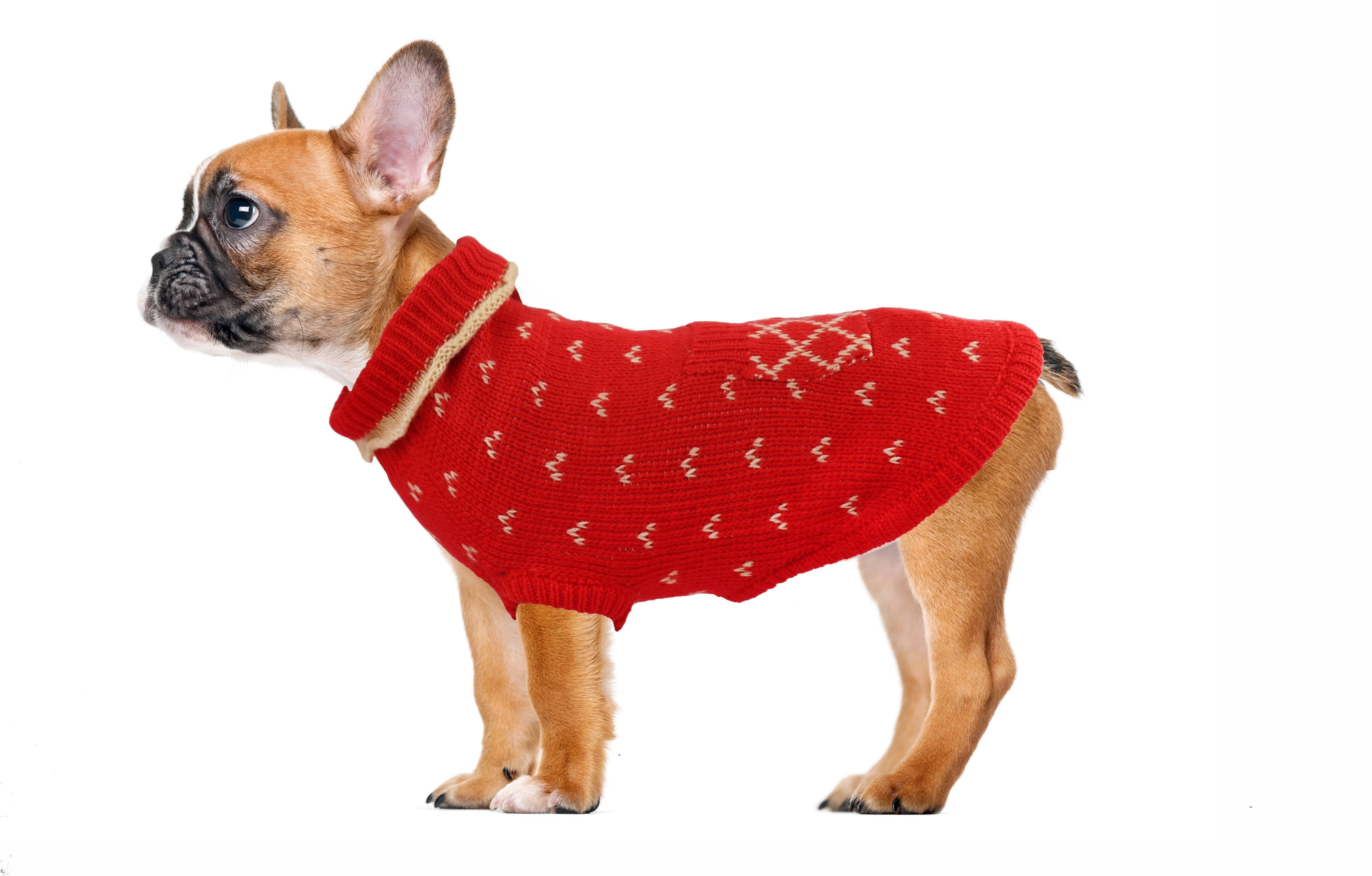 Jumper with sprig-Sweaters-Biozoo-Red-15-Biozoopets