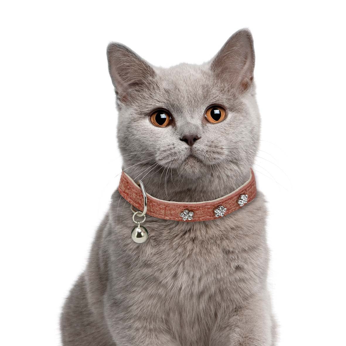 Salmon Special Cat Collar-Collars-Biozoo-Biozoopets